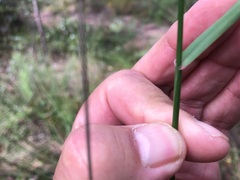 Dichelachne micrantha