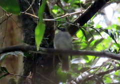 Cyornis umbratilis