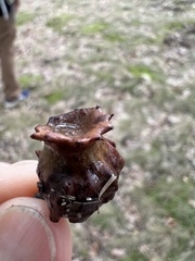 Andricus dentimitratus