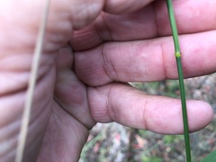 Dichelachne micrantha