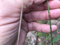 Dichelachne micrantha