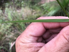 Dichelachne micrantha