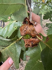 Andricus dentimitratus