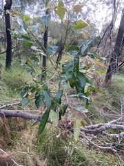 Glochidion ferdinandi