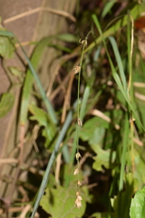 Carex divulsa divulsa