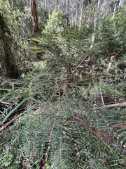 Pimelea axiflora axiflora