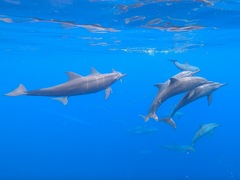 Stenella longirostris