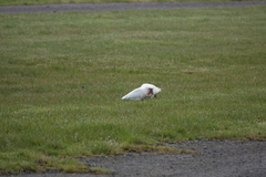 Cacatua tenuirostris
