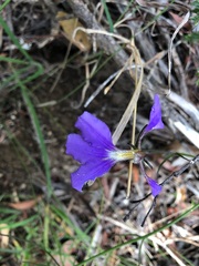 Scaevola ramosissima