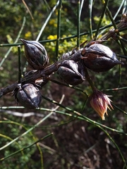 Cylindrococcus casuarinae