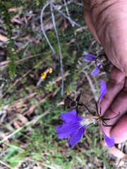 Scaevola ramosissima