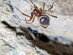 Steatoda nobilis