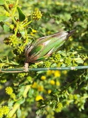 Cylindrococcus casuarinae