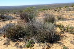 Thamnochortus bachmannii