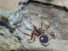 Steatoda nobilis