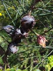 Cylindrococcus casuarinae