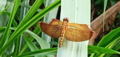 Neurothemis taiwanensis