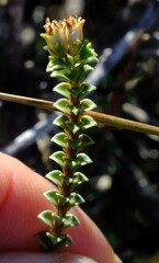 Euchaetis pungens
