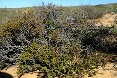 Euchaetis pungens