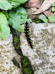 Colobura dirce