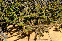 Euchaetis pungens
