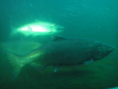 Oncorhynchus tshawytscha