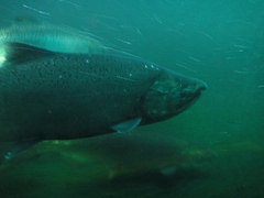 Oncorhynchus tshawytscha