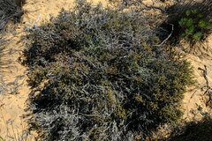 Euchaetis pungens