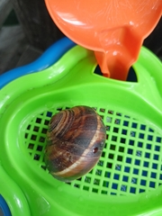 Helix lucorum