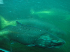 Oncorhynchus tshawytscha
