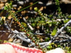 Euchaetis pungens