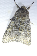 Polymixis flavicincta