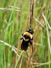 Bombus fraternus