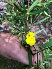 Hibbertia