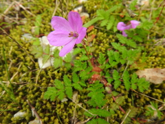 Erodium acaule