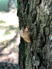Cicada orni