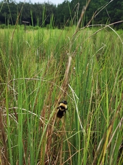Bombus fraternus