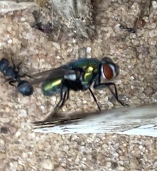 Chrysomya megacephala