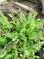 Rumex