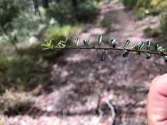 Phyllanthus hirtellus