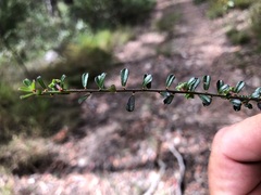 Phyllanthus hirtellus