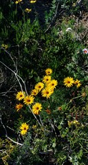 Dimorphotheca