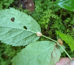 Neolasioptera farinosa