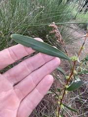 Hakea florulenta