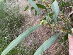 Hakea florulenta