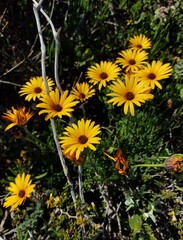 Dimorphotheca