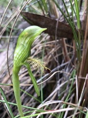 Pterostylis plumosa