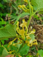 Aristolochia clematitis