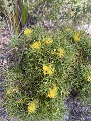 Isopogon ceratophyllus