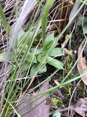 Pterostylis plumosa